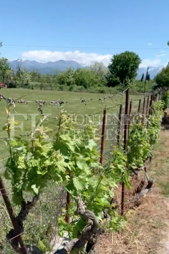 Near the Skadar Lake, nice building plot, 2.929 m2, in the suburb of Podgorica, Montenegro.