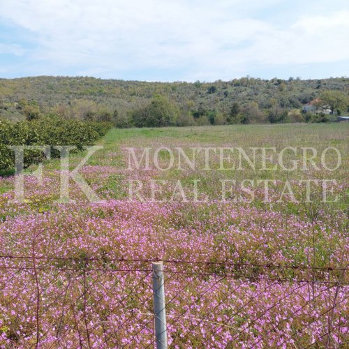 Very attractive offer! Beautiful, calm and peaceful land, 5.520m2, in Darza, municipality Ulcinj, perfect to live autarc, with 200 tangerine trees and more fruits. In Montenegro