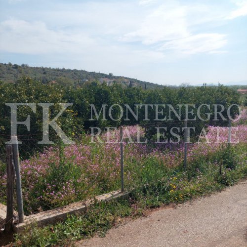 Very attractive offer! Beautiful, calm and peaceful land, 5.520m2, in Darza, municipality Ulcinj, perfect to live autarc, with 200 tangerine trees and more fruits. In Montenegro