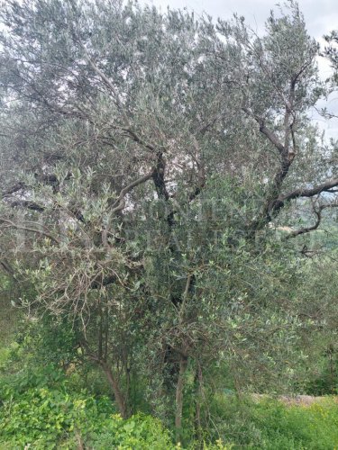 *Building plot, 3,200m2, in Sutomore-Haj Nehaj, with building permit, with sea view, in Montenegro.